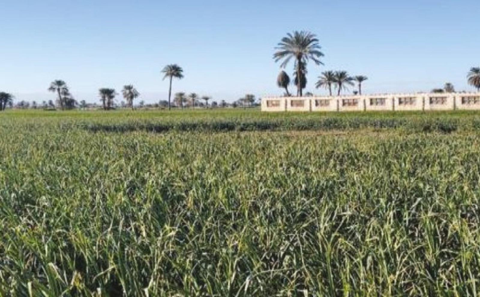 Open-field cultivation on RadixNile land