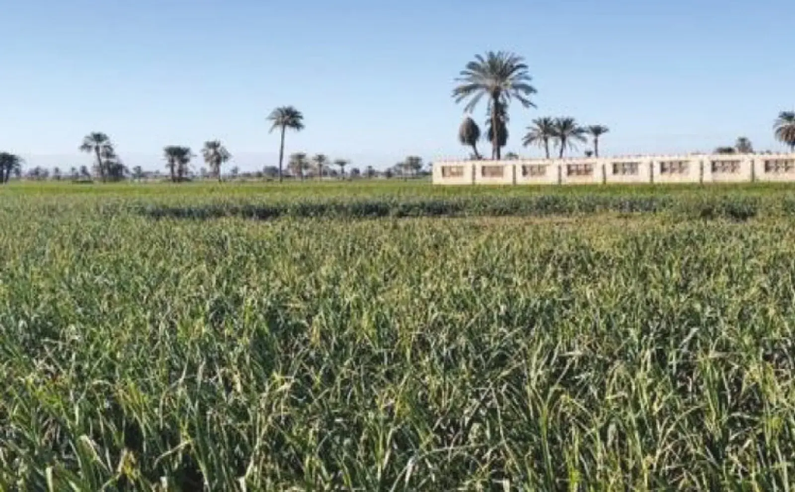 Cultivo a campo abierto en tierras de RadixNile