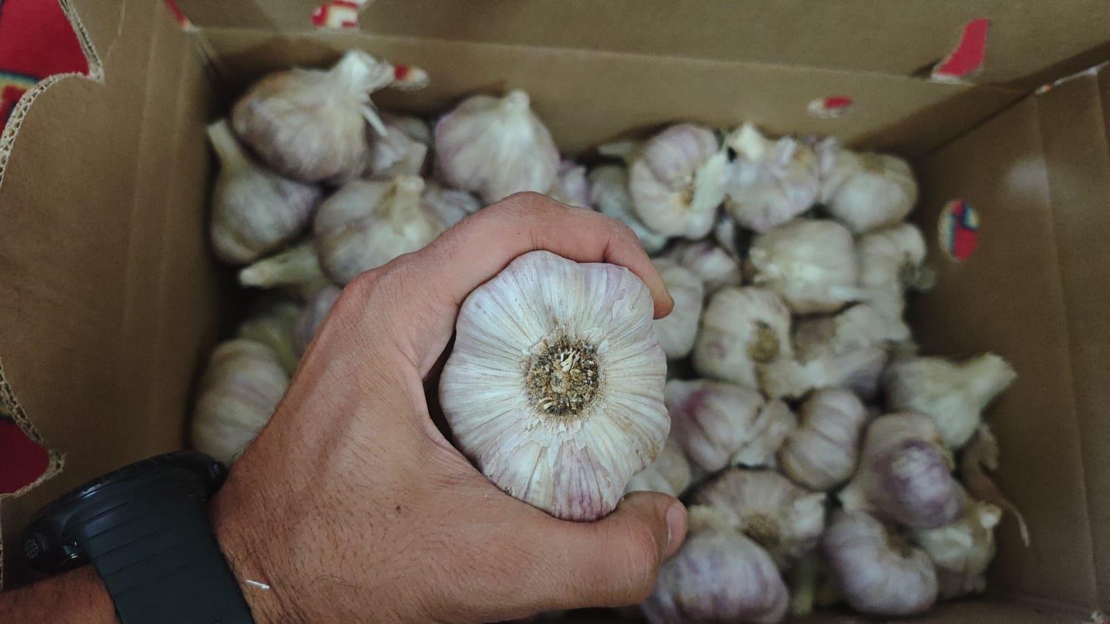 Fresh garlic bulb checked before packing