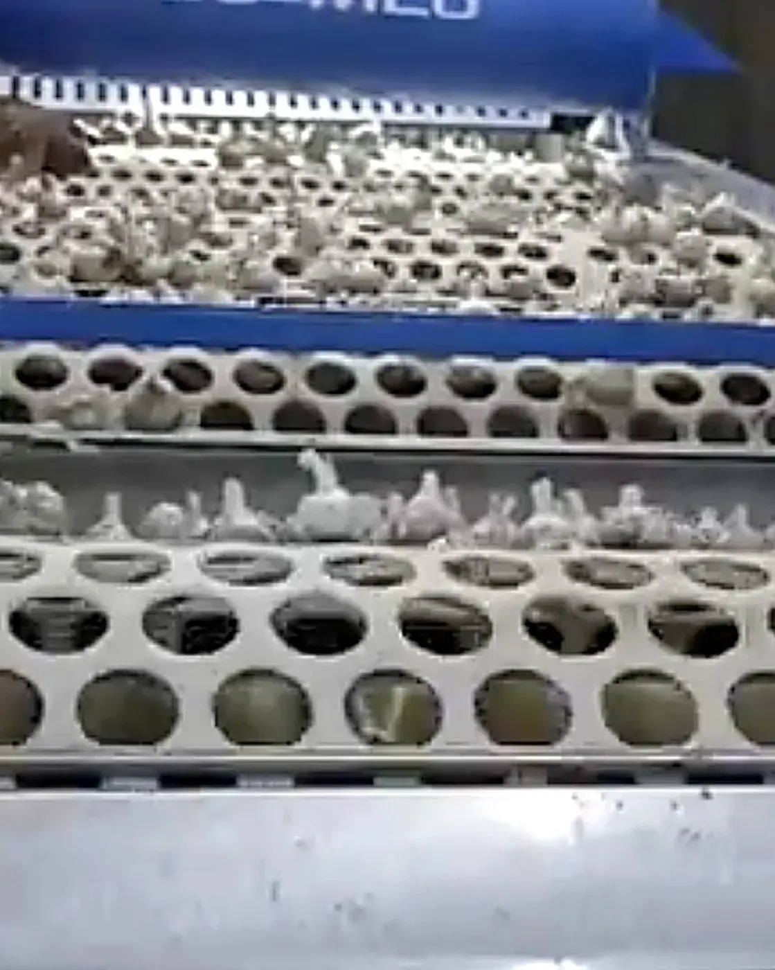 Ajo calibrándose en la línea de calibrado De-MEC