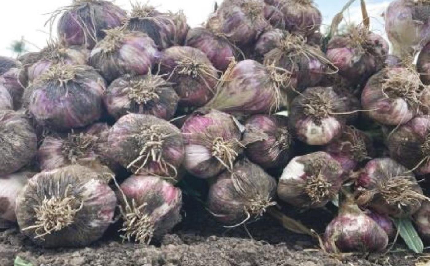 Freshly harvested garlic lifted from RadixNile fields