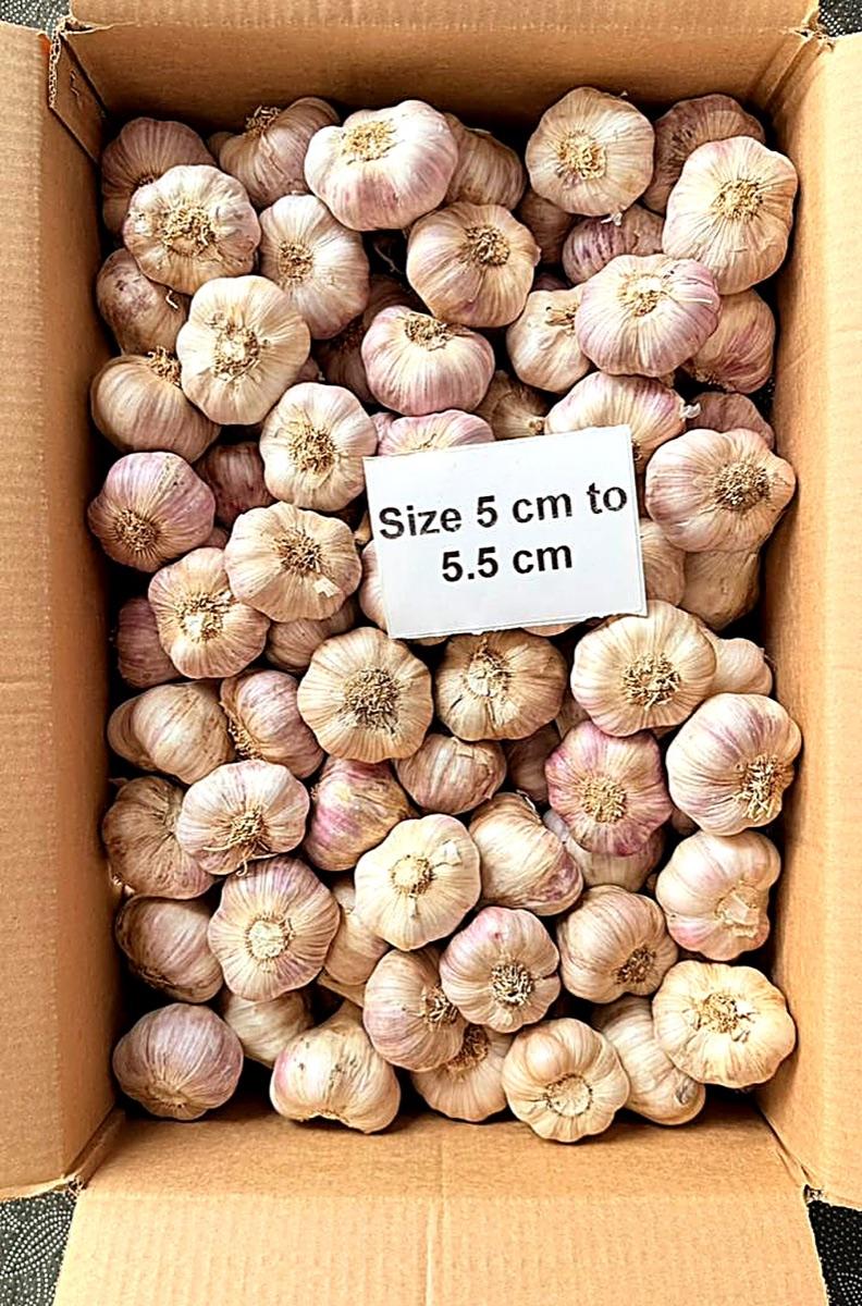 Carton of normal white garlic marked size 5 to 5.5 cm