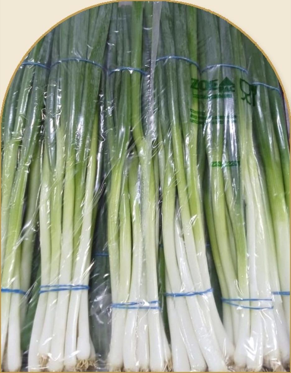 Bunches of fresh Egyptian white spring onion