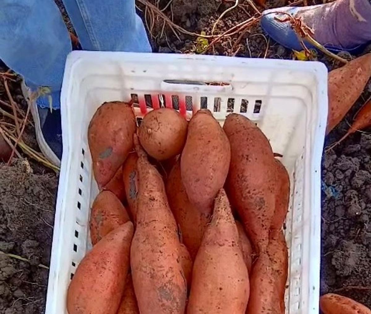 Freshly dug sweet potatoes in a harvest crate