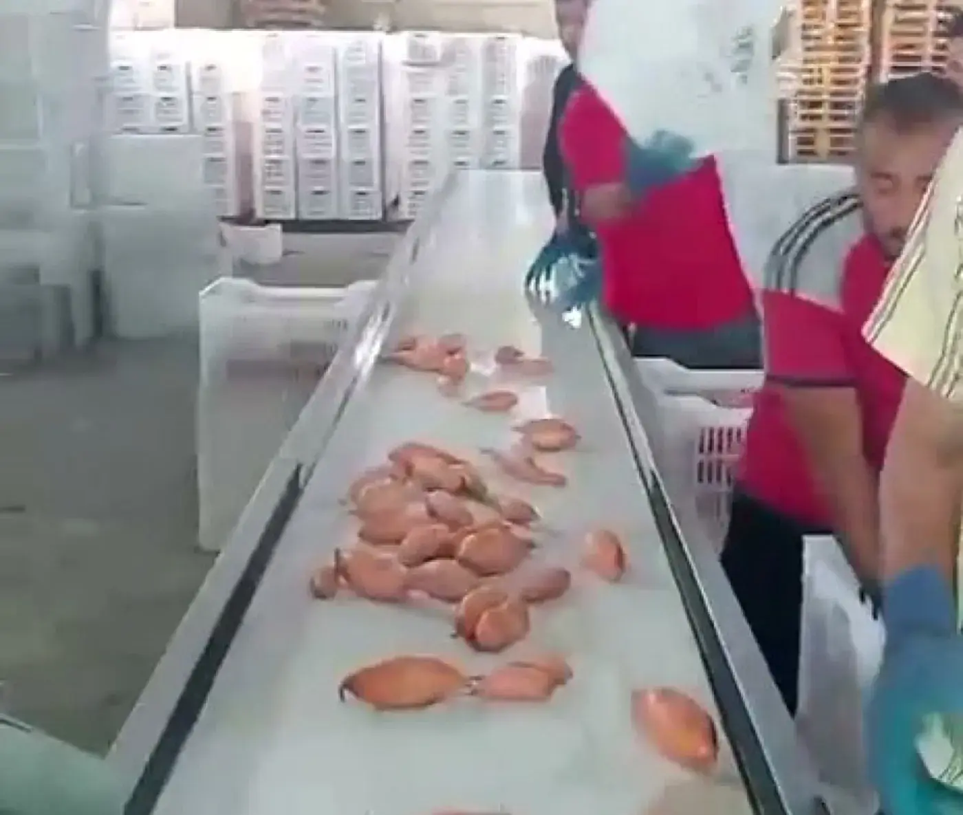 Producto seleccionado y envasado a mano