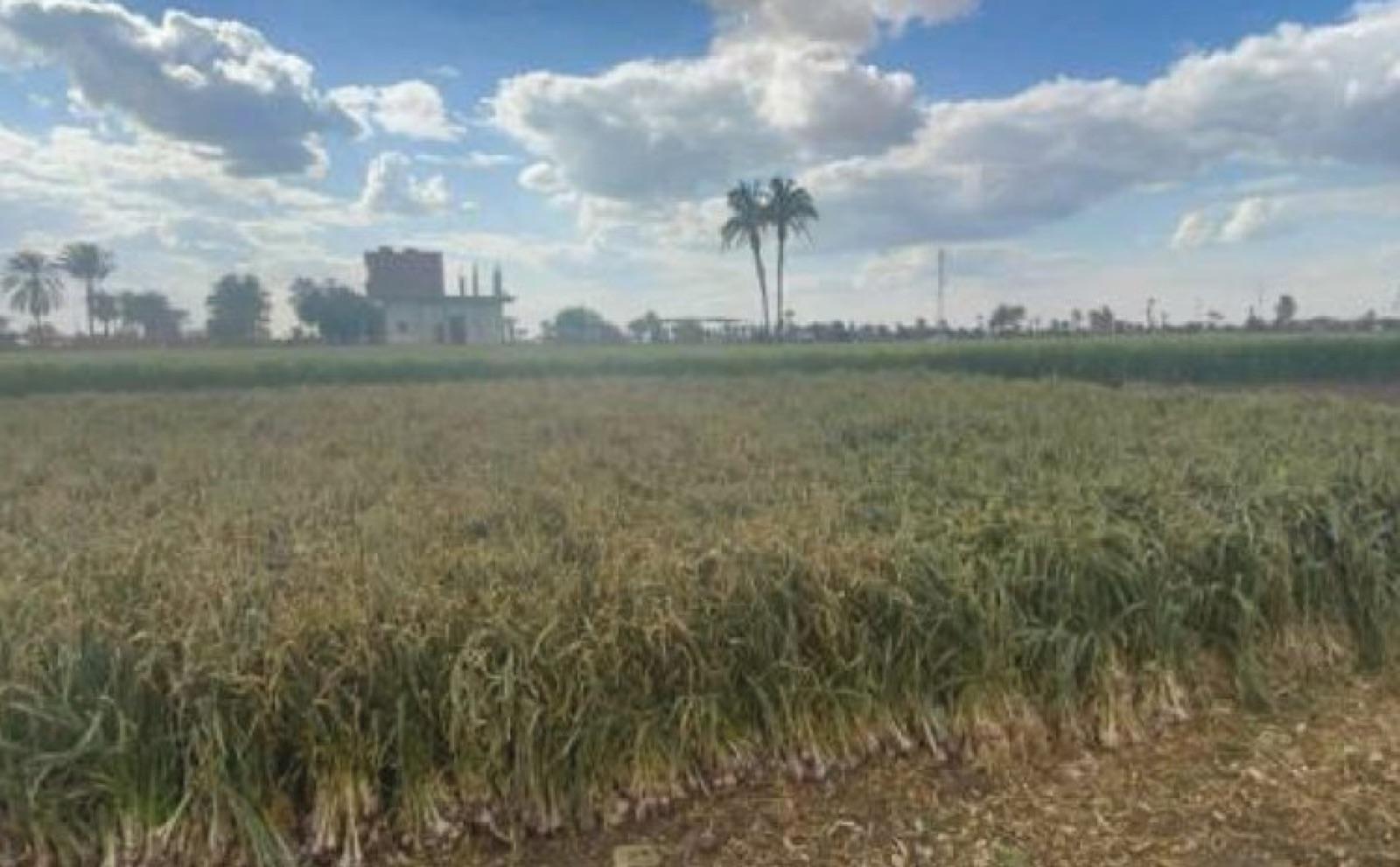 Delta growing land lined with palm trees