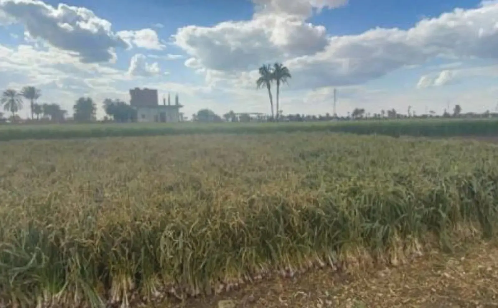 Tierras de cultivo del Delta bordeadas de palmeras