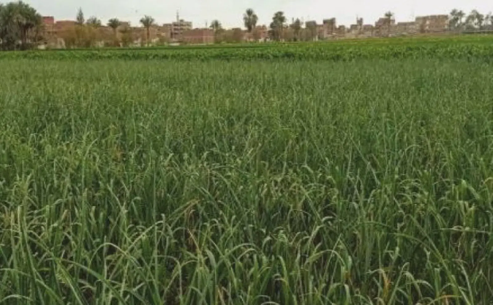 Campos de ajo y cebolla en pleno crecimiento