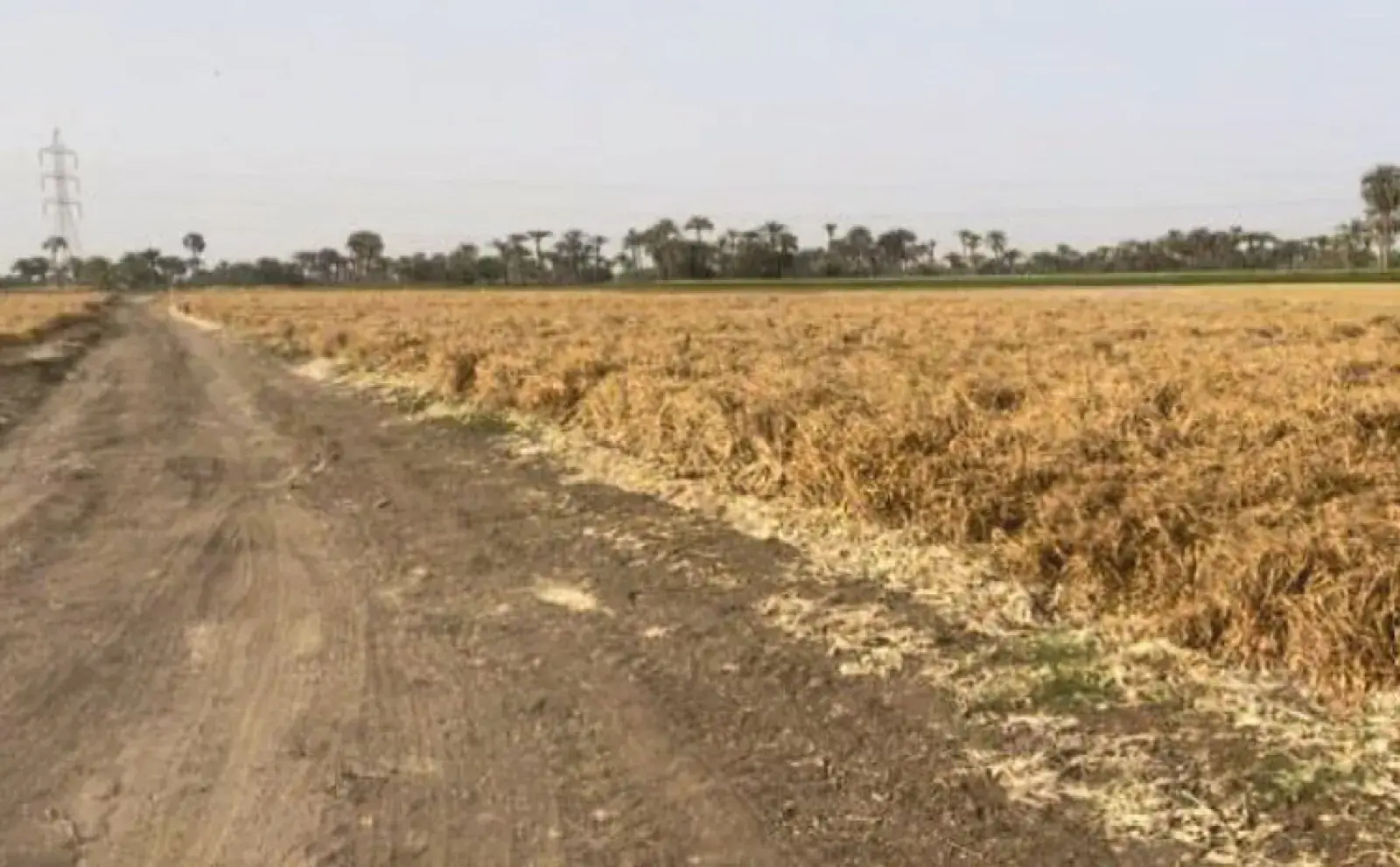 Camino agrícola que va de los campos a la carretera