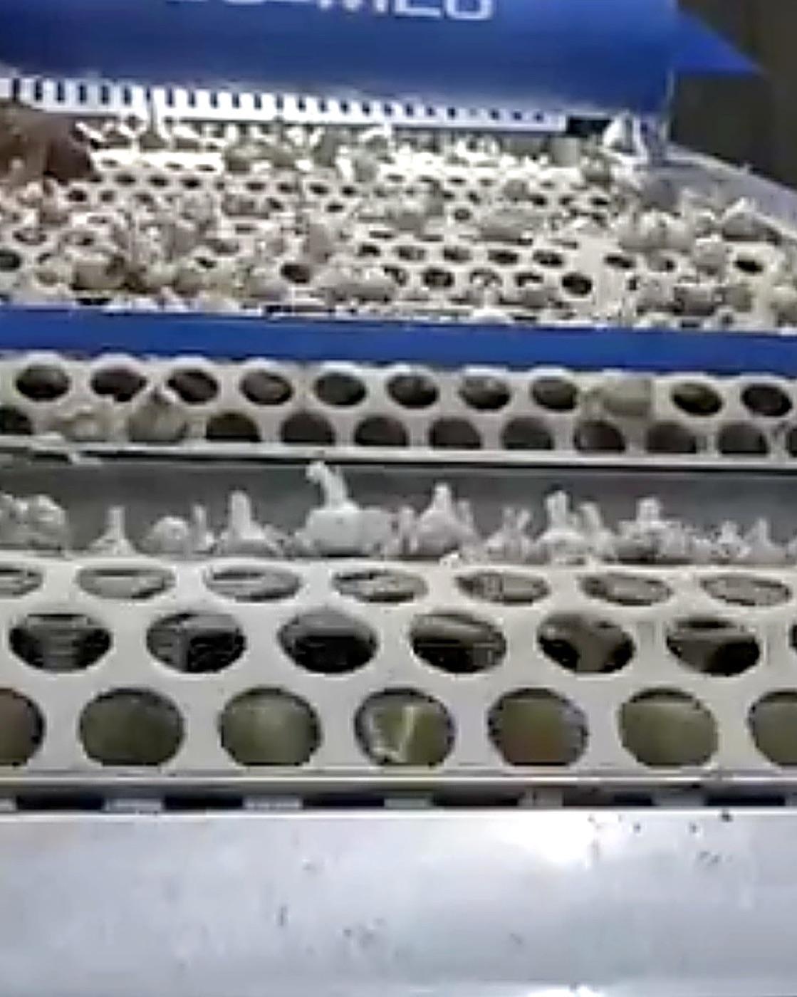 Garlic on the De-MEC calibration line