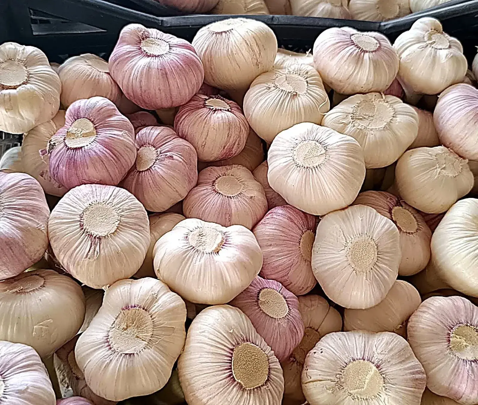 Cabezas de ajo egipcio con vetas violetas recién calibradas