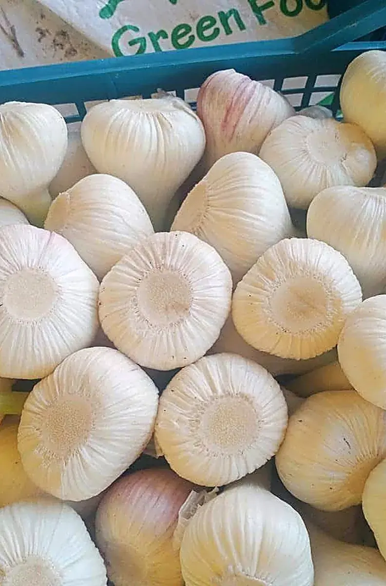 Cabezas de ajo blanco puro grandes y limpias