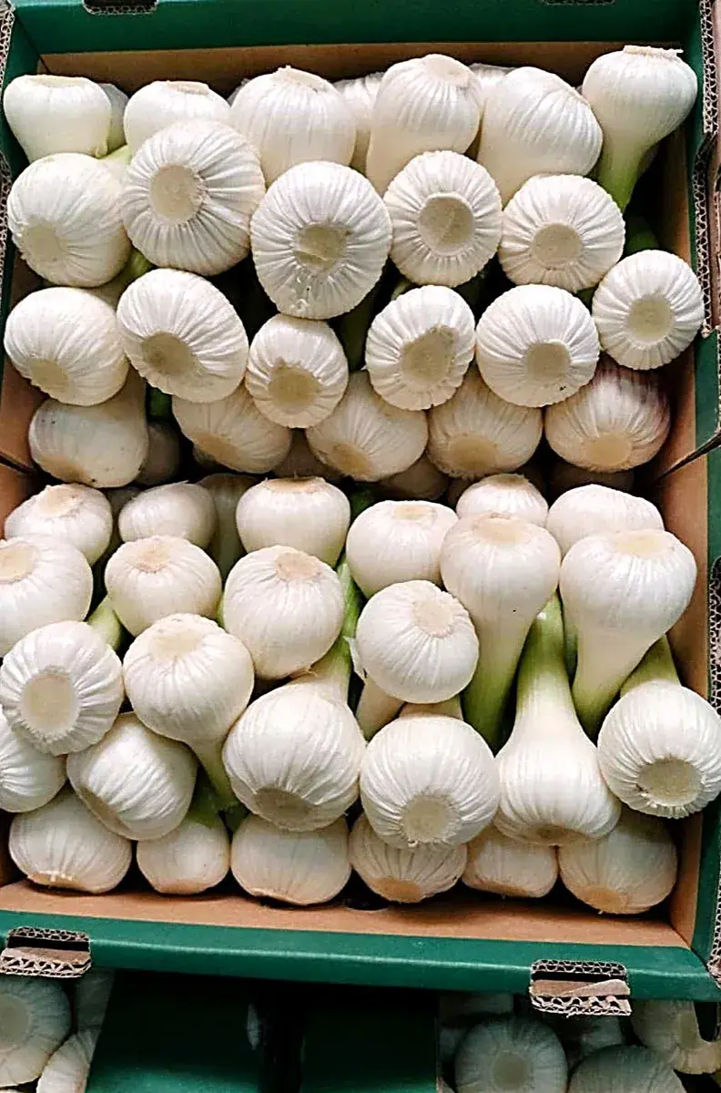 Cabezas de ajo egipcio blanco níveo en una caja