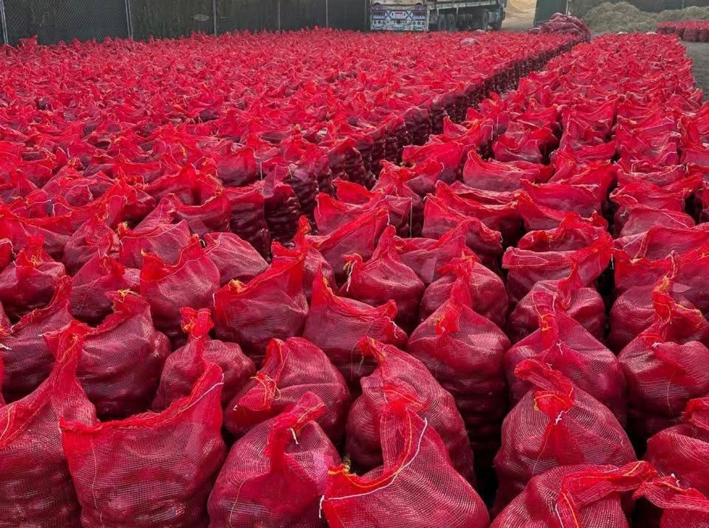 Mesh-bagged onions staged in the field ready for export