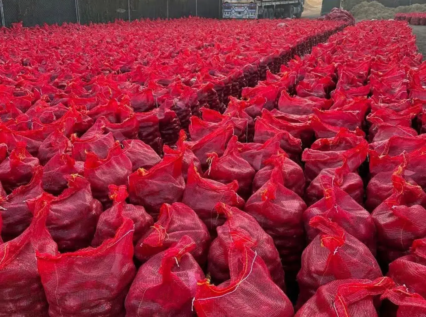 Cebollas en sacos de malla dispuestas en el campo, listas para exportación