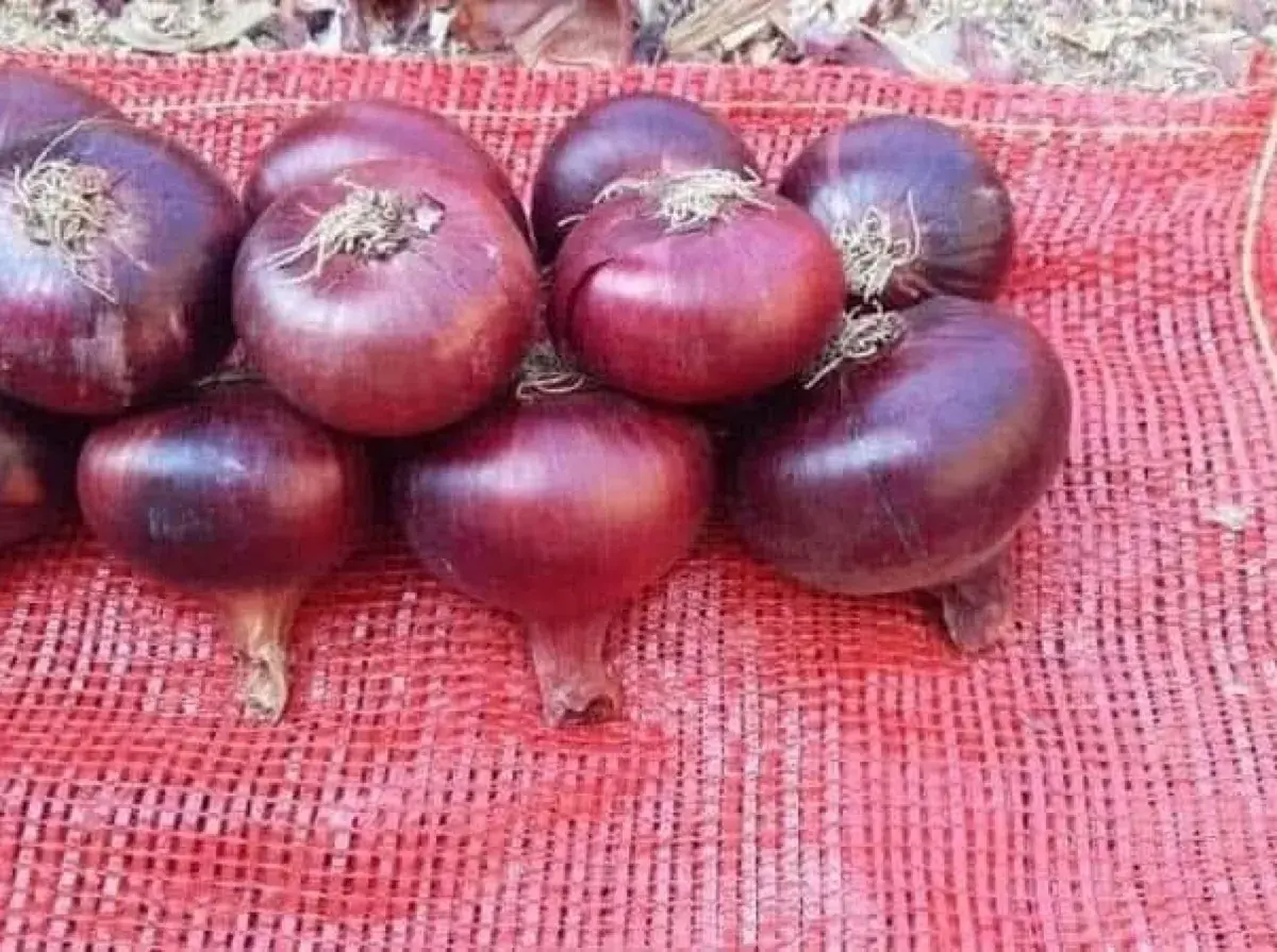 Cebollas rojas en sacos de malla rojos, calibradas