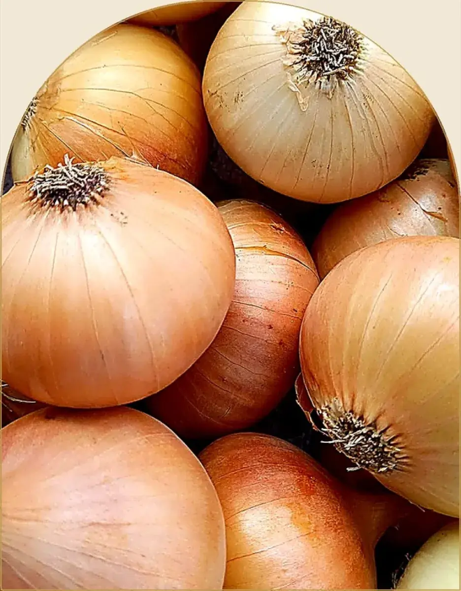 Cebollas amarillas egipcias doradas
