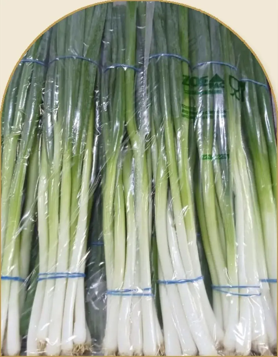 Manojos de cebolleta blanca egipcia fresca