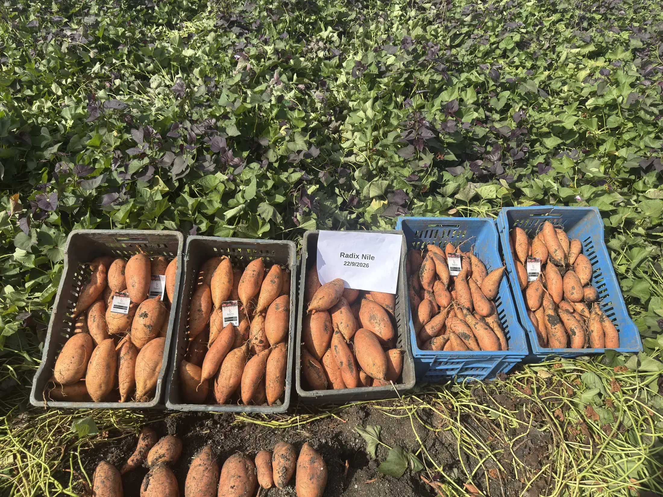 Batatas egipcias recién arrancadas, cortadas para mostrar su pulpa naranja intenso