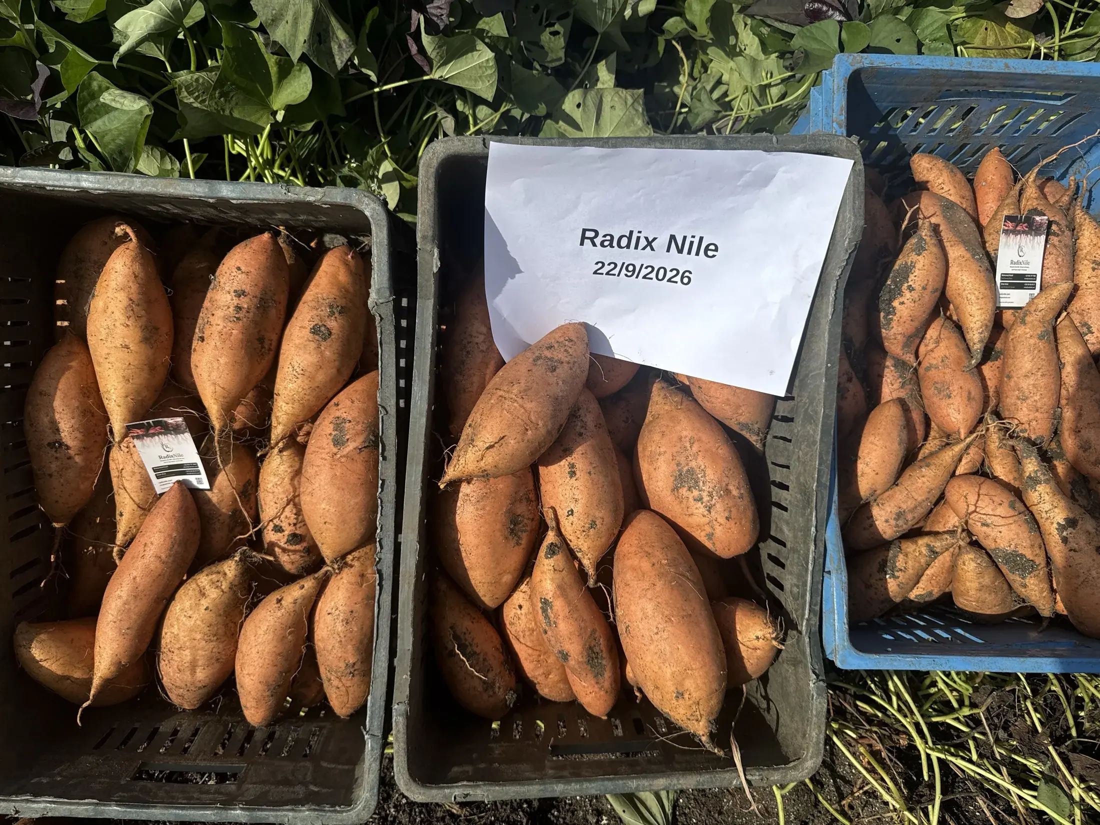 Caja de batatas L1, etiquetada y fechada en la cosecha