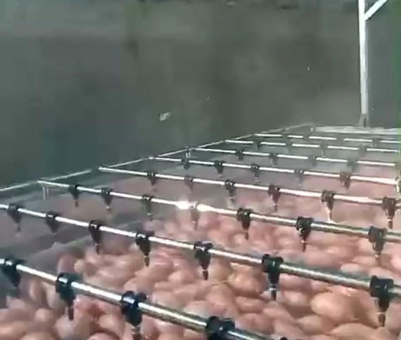 Sweet potatoes on the spray-wash line