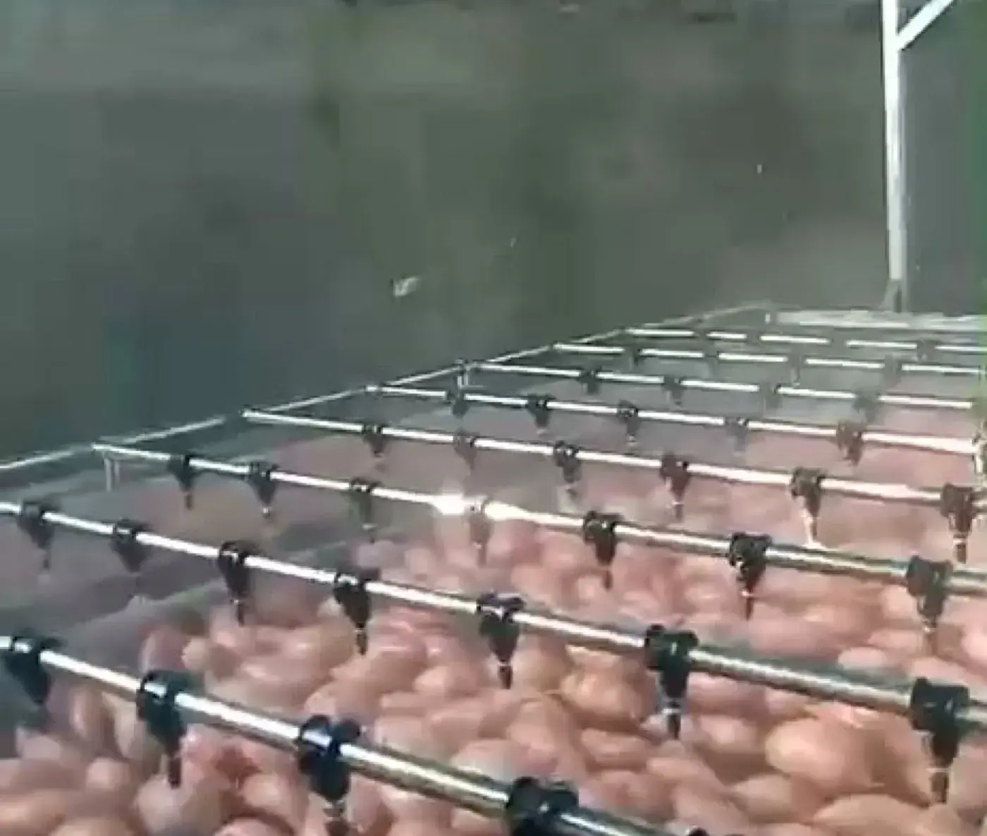 Batatas en la línea de lavado por aspersión y calibrado