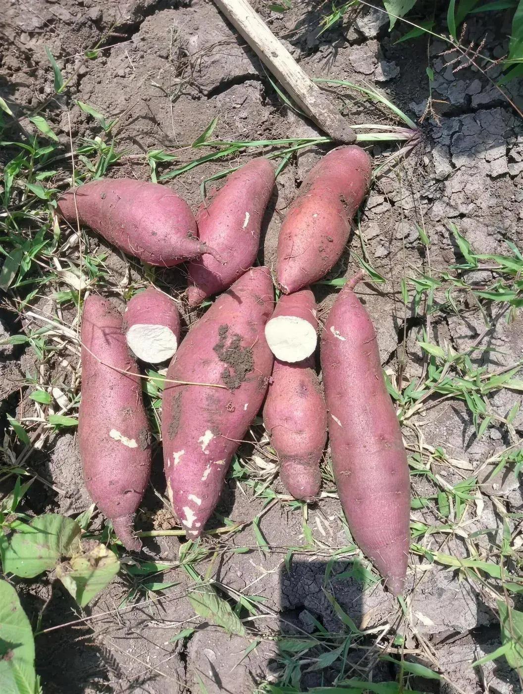 Batatas de pulpa blanca abiertas en el campo